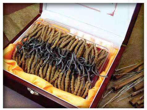 集宁冬虫夏草回收